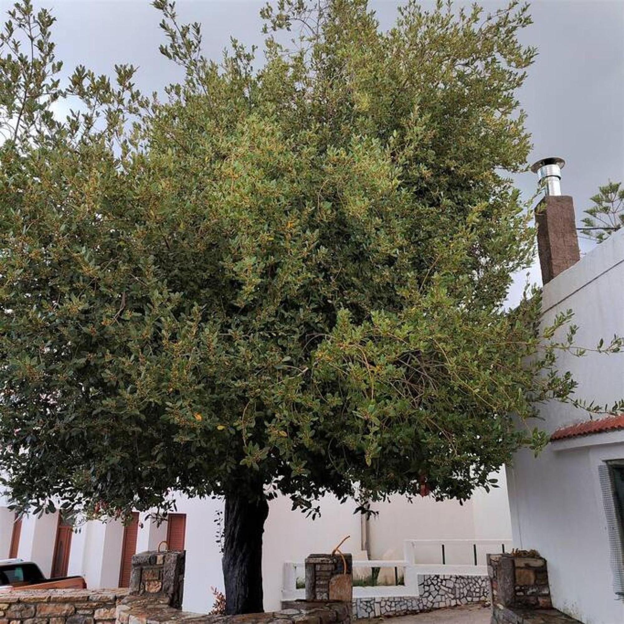 Laurel Lk Houses In Kritinia Rhodes Kritinía Exterior foto